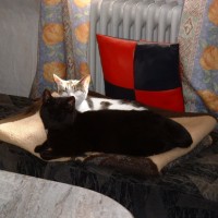 Sie zeigten es nicht gerne...