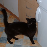 Kühlschranköffner bei der Arbeit