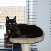 Meister Baffy auf seinem Hochsitz